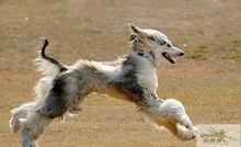 奔跑中的阿富汗犬