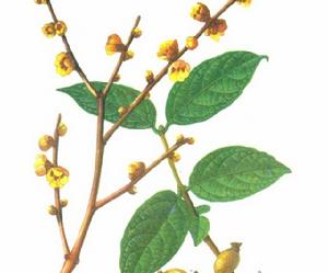 Chimonanthus praecox