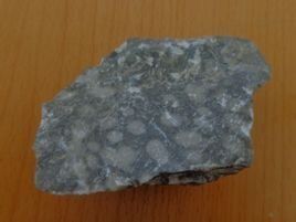 珊瑚化石 珊瑚化石