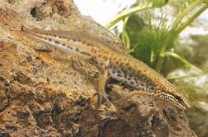 平趾蠑螈 平趾蠑螈