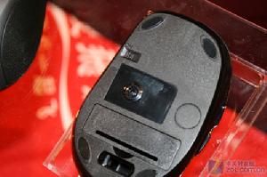 針光滑鼠 針光滑鼠