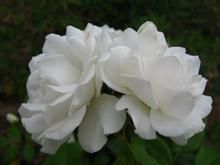 腺葉長白薔薇 腺葉長白薔薇