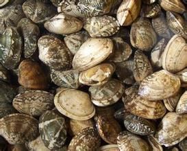 野口卵蛤 野口卵蛤