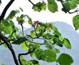 廣西火桐 廣西火桐