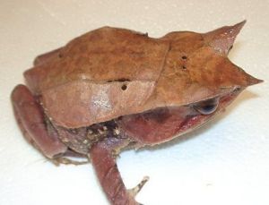 三角枯葉蛙 三角枯葉蛙