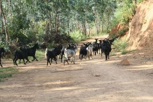 杜故皮村 杜故皮村