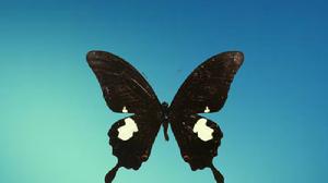 衲補美鳳蝶 衲補美鳳蝶