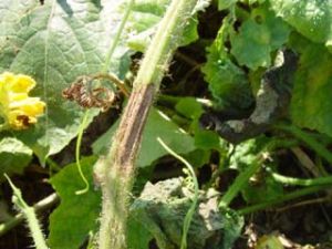 冬瓜蔓枯病 冬瓜蔓枯病