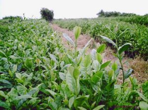 吳縣高科技農業園 吳縣高科技農業園