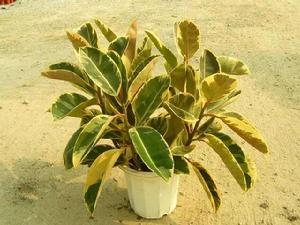 花葉橡皮樹 花葉橡皮樹