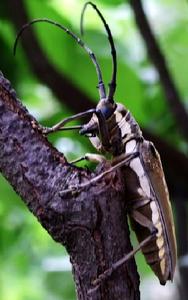 紅緣天牛 紅緣天牛