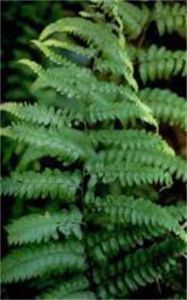 尾頭鱗蓋蕨 尾頭鱗蓋蕨