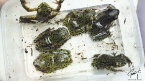 寶興泛樹蛙 寶興泛樹蛙