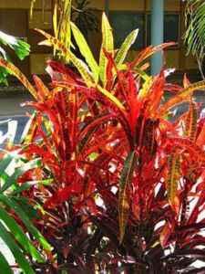 變葉木屬 變葉木屬