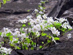 槭葉鐵線蓮 槭葉鐵線蓮