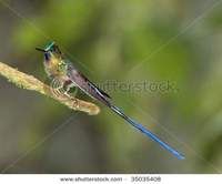 紫長尾蜂鳥 紫長尾蜂鳥