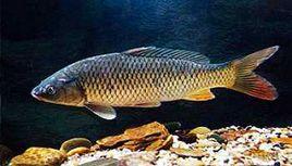 草食性魚類 草食性魚類