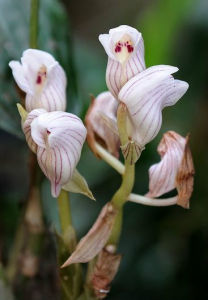 錐囊壇花蘭 錐囊壇花蘭