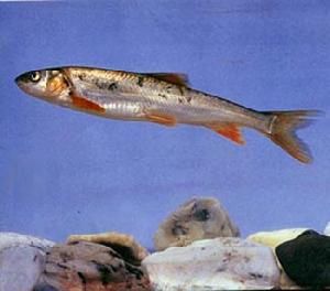 小頭裸裂尻魚 小頭裸裂尻魚