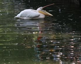 菲律賓鵜鶘 菲律賓鵜鶘