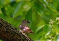 白喉林鶲的習性