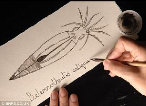 科學家利用烏賊化石膜囊獲得墨汁繪製烏賊復原圖