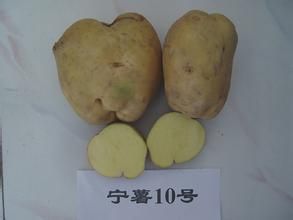 寧薯10號 寧薯10號