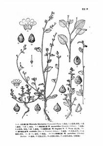 中國植物志原版墨線圖