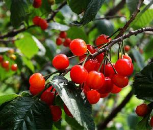 紅妃櫻桃 紅妃櫻桃