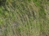 刺芒野古草(原變種) 刺芒野古草(原變種)