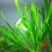 長葉皇冠 長葉皇冠