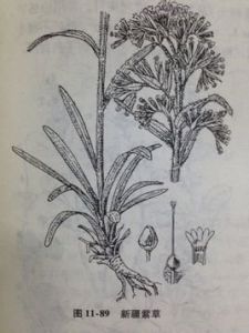 新疆紫草 新疆紫草