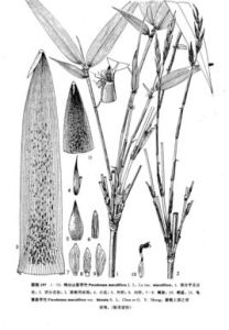 雞公山茶稈竹 雞公山茶稈竹