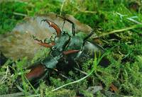 鍬甲蟲-愛角斗的昆蟲