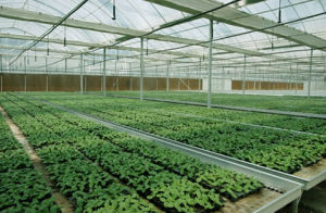 工廠化育苗 工廠化育苗