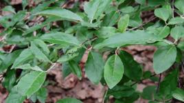 木半夏葉 木半夏葉