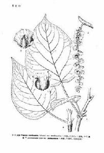 川楊(原變種) 川楊(原變種)