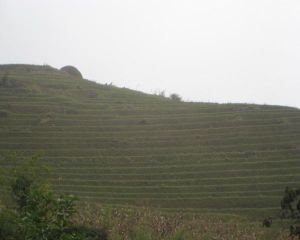 大歇廠一組自然村 大歇廠一組自然村