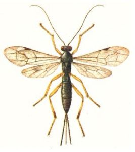 喜馬拉雅聚瘤姬蜂