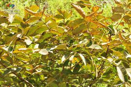 絨毛漆 （原變種）