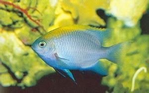 金藍雀鯛 金藍雀鯛