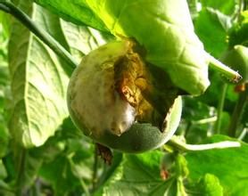 豌豆菌核病 豌豆菌核病