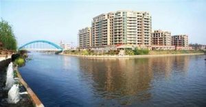 藍灣景天 藍灣景天