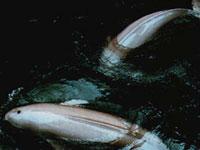 鼠海豚科 鼠海豚科