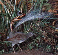 艾氏琴鳥 艾氏琴鳥