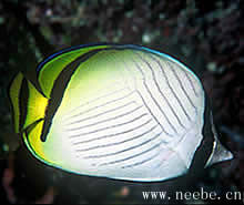 飄浮蝴蝶魚 飄浮蝴蝶魚