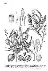 纖齒黃耆 纖齒黃耆