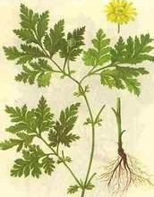 金盞菊根 金盞菊根