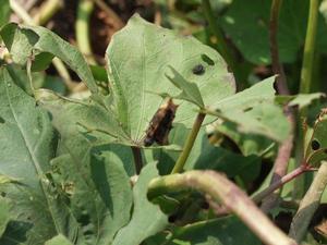 生物農藥 生物農藥