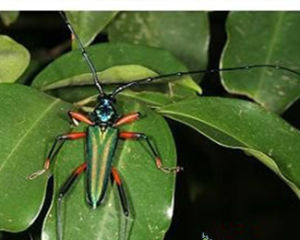 長角藍天牛 長角藍天牛